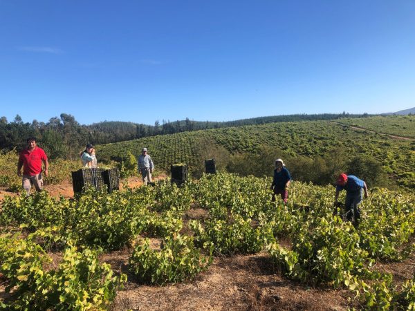 How Carmen DO preserves Chile’s viticultural legacy