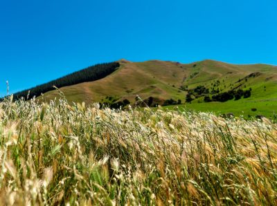 New Zealand grain growers to build upon supply chain