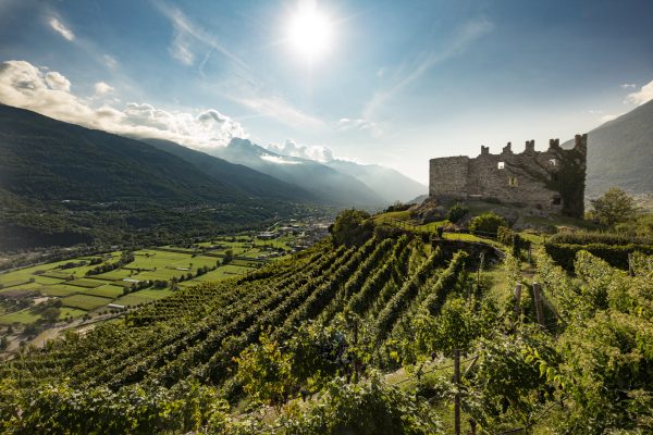 Enotria adds record number of new producers