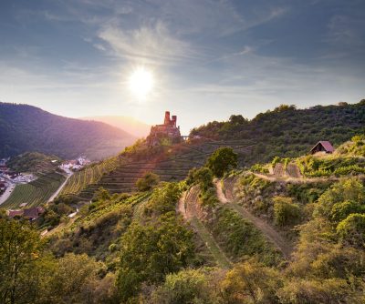 Winding through Austria’s diverse Niederösterreich vineyards