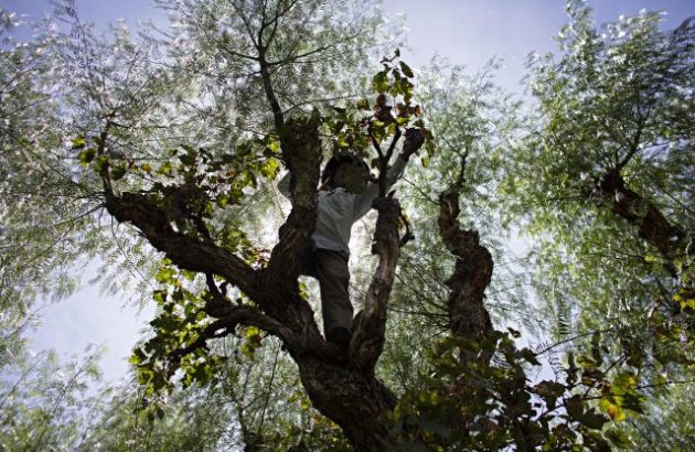 #WeekInPictures: Dom Pérignon, Bollinger and old vines