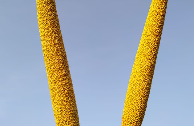 Brewers note reliability of sorghum grains