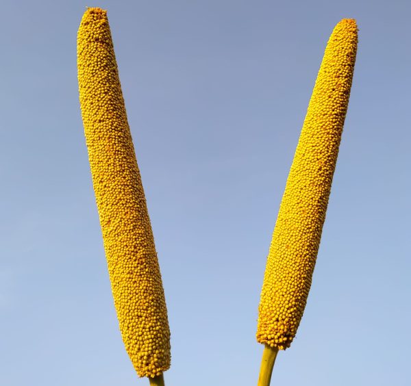 Brewers note reliability of sorghum grains