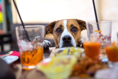 Britain split on kids and dogs in restaurants
