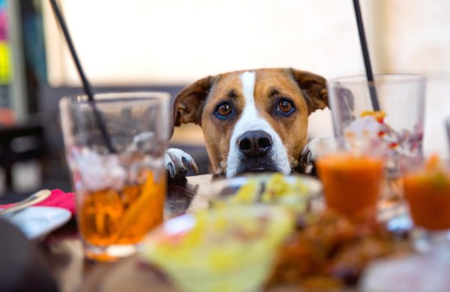 Britain split on kids and dogs in restaurants