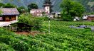 China fine wine