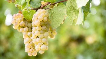 Ancient DNA proves Chianti was once a white wine mecca