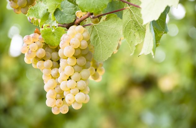 Ancient DNA proves Chianti was once a white wine mecca