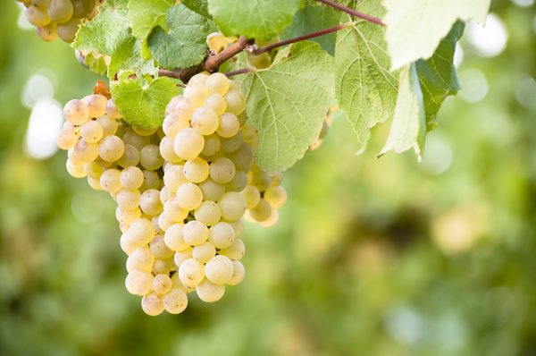 Ancient DNA proves Chianti was once a white wine mecca