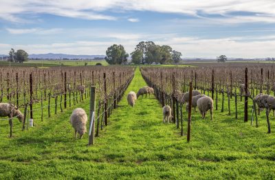 When frost strikes, Château Clarke brings in the sheep