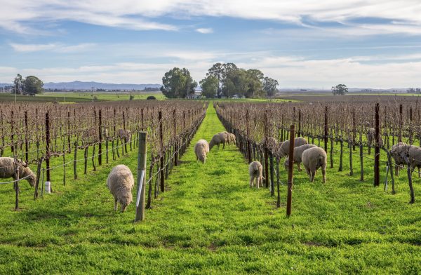 When frost strikes, Château Clarke brings in the sheep