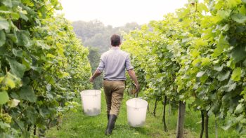 10 award-winning English wines to drink during English Wine Week