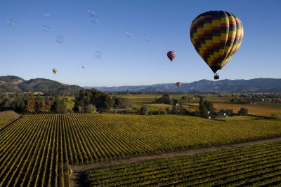 Napa vineyards face new pest threat as infected vines traced to Costco sales