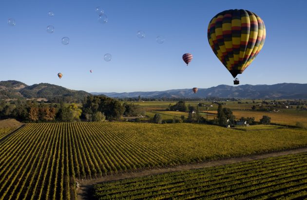 Napa vineyards face new pest threat as infected vines traced to Costco sales