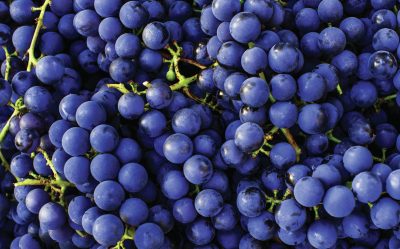 All the medallists from The Global Cabernet Sauvignon Masters 2026