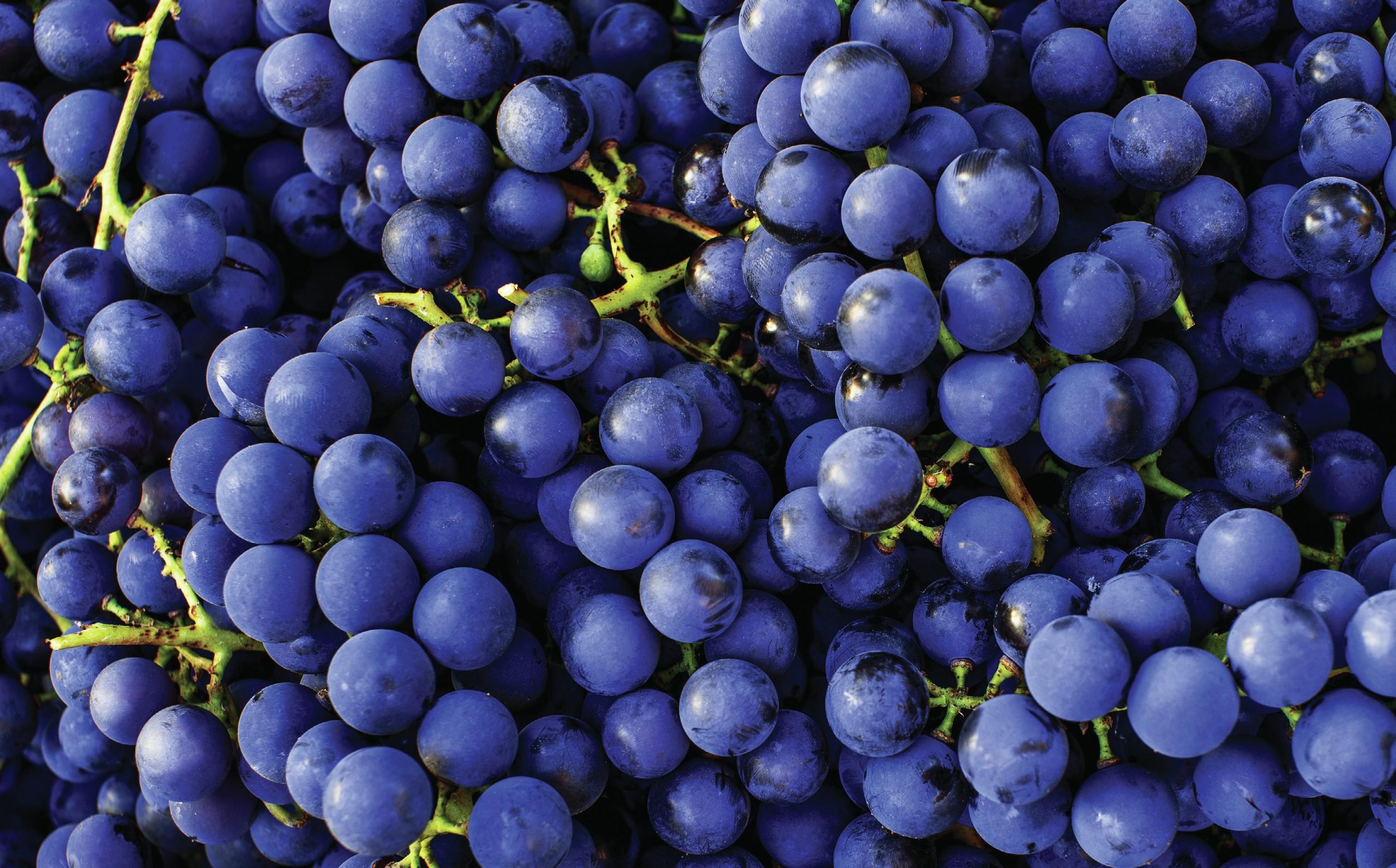 All the medallists from The Global Cabernet Sauvignon Masters 2026