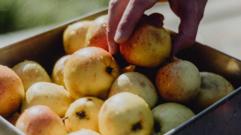 Government asked to back UK grown and made cider and perry