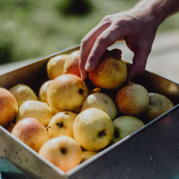 Government asked to back UK grown and made cider and perry