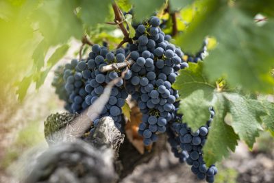 ‘A warrior variety’ – Cabernet’s resilience from the Maipo to Margaux