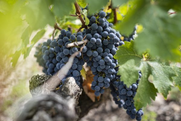 ‘A warrior variety’ – Cabernet’s resilience from the Maipo to Margaux