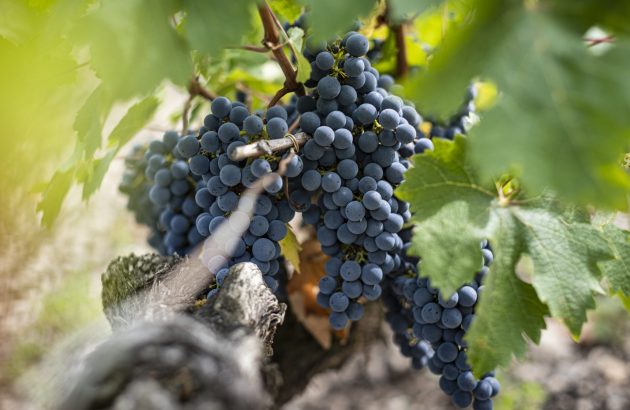 ‘A warrior variety’ – Cabernet’s resilience from the Maipo to Margaux