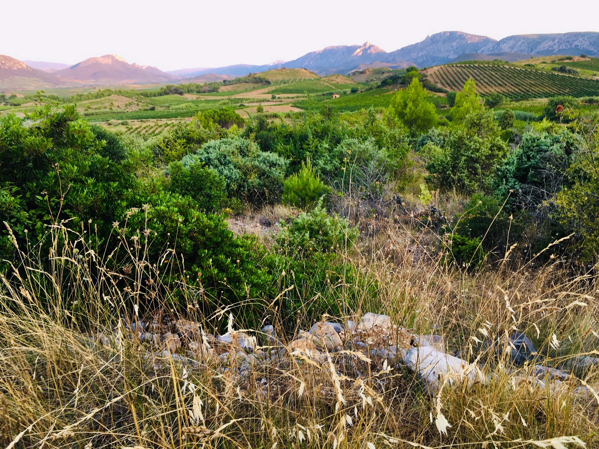thedrinksbusiness.com - Arabella Mileham - Roc des Anges: 'There are easier places to make wine