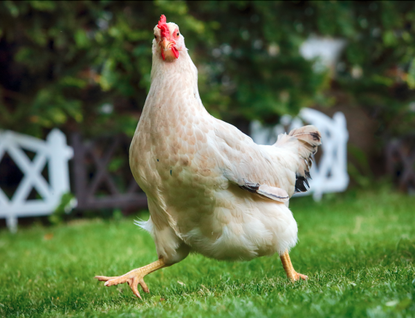 Aldi launches its ‘chicken wine’ dupe in magnum