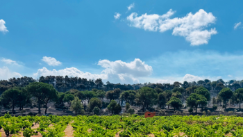 Wildfires threaten historic vineyards in Sierra de Gredos
