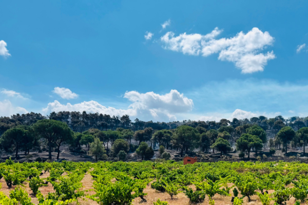 Wildfires threaten historic vineyards in Sierra de Gredos