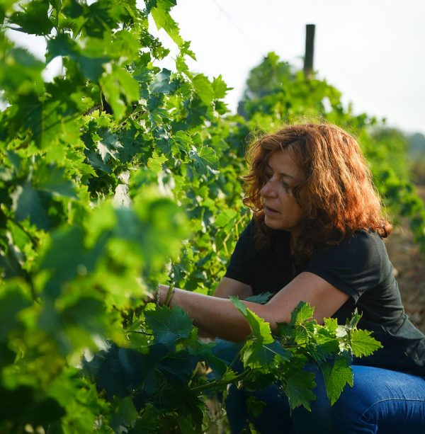 Harvest begins in Roussillon
