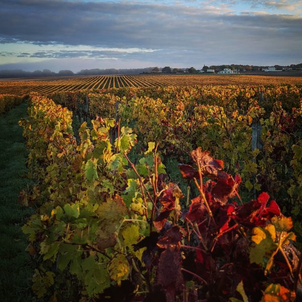 Indies to receive £250 for Bordeaux Wine Month