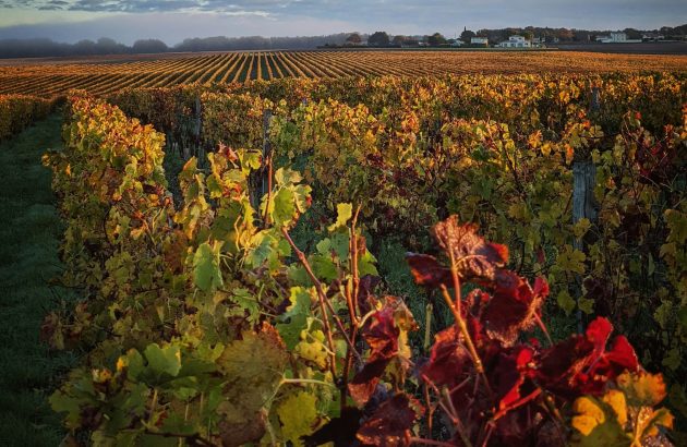 Indies to receive £250 for Bordeaux Wine Month