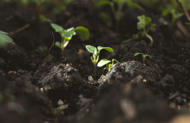How service crop management could save vineyards in dry years