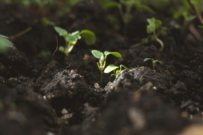 How service crop management could save vineyards in dry years