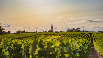 Bordeaux vineyard values plunge as wine sales fall below three million hectolitres