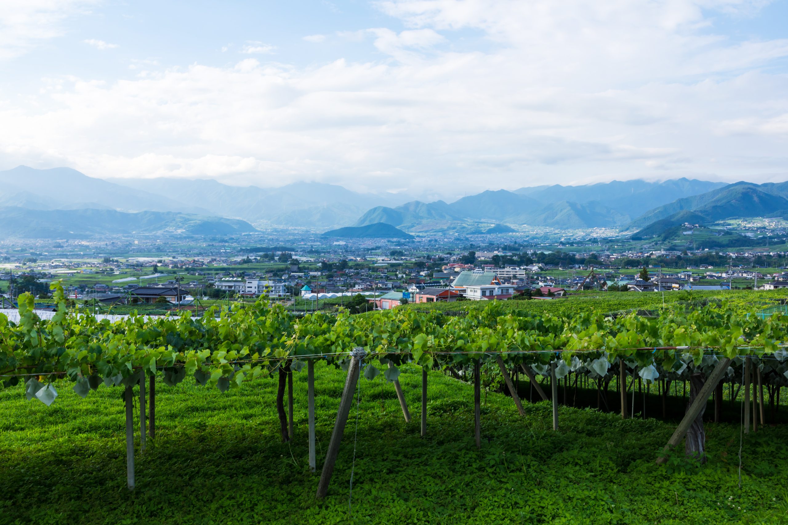 thedrinksbusiness.com - Joyce Yip - Do global awards actually drive Japanese wine sales?