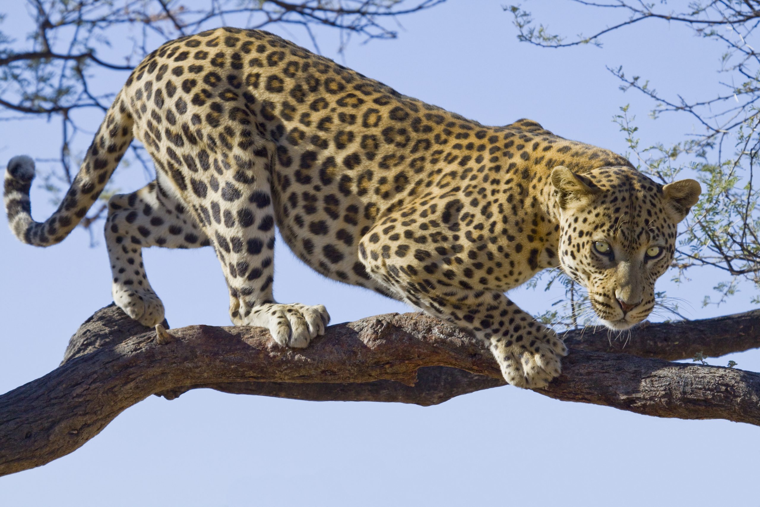 Leopard attacks Rajasthan liquor store cashier