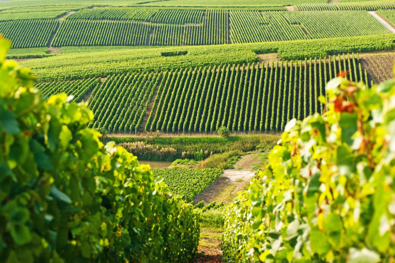 French vineyards battle extreme heat as climate pressures mount