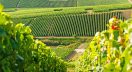 French wine producers are facing another difficult growing season as record-breaking temperatures compound the effects of frost, hail and prolonged drought across key regions.