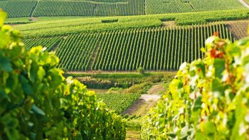 French vineyards battle extreme heat as climate pressures mount