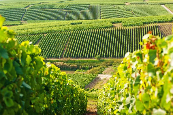 French vineyards battle extreme heat as climate pressures mount