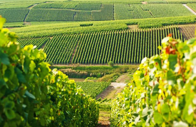 French vineyards battle extreme heat as climate pressures mount
