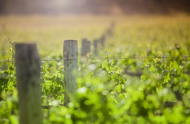 Heartland Wines collapses with $3.6m debt