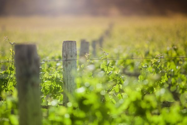 Heartland Wines collapses with $3.6m debt