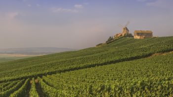 French heatwave to cut Champagne yields by 10%