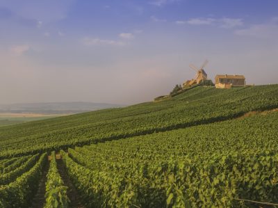 French heatwave to cut Champagne yields by 10%