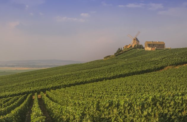 French heatwave to cut Champagne yields by 10%