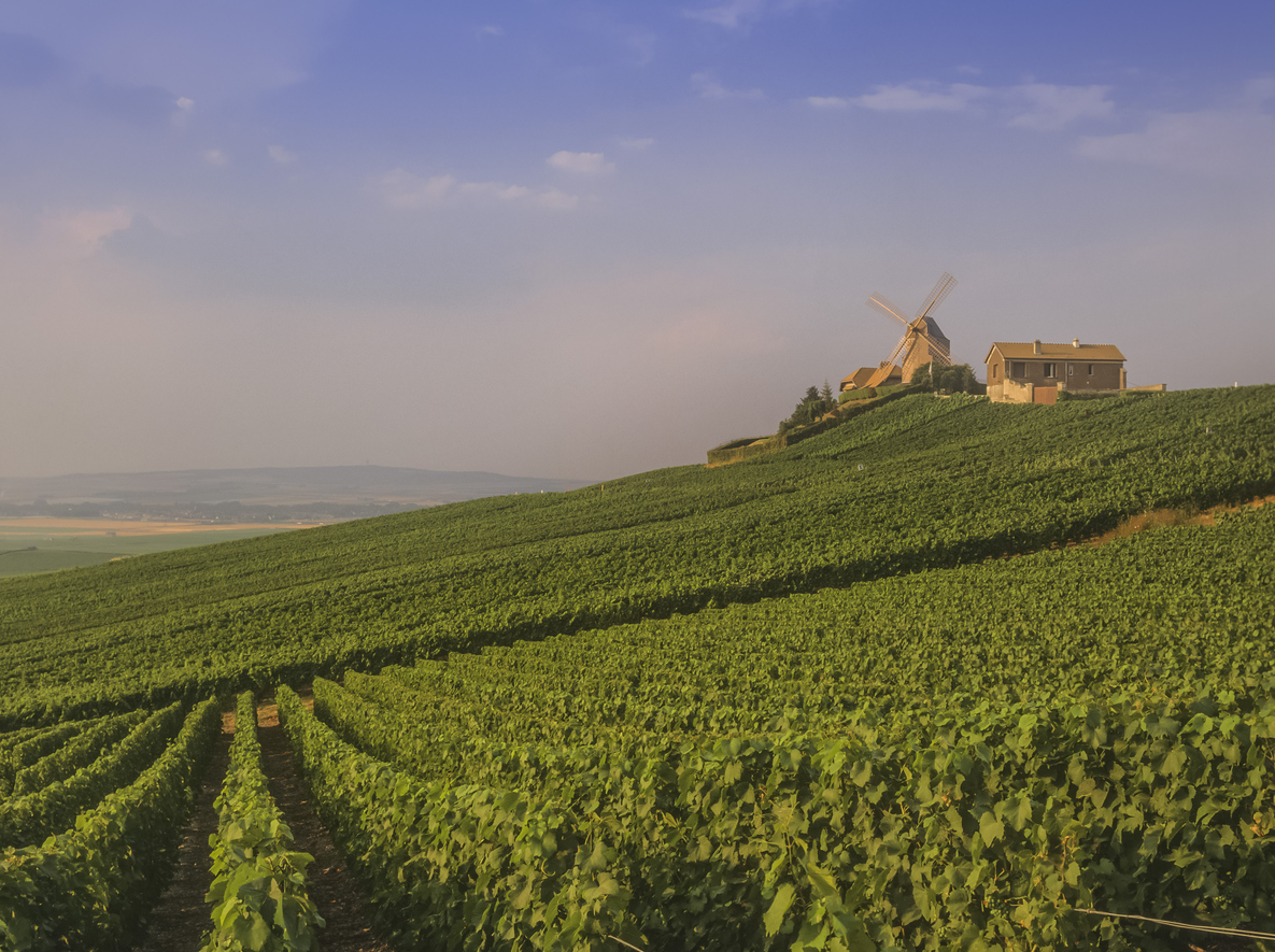 French heatwave to cut Champagne yields by 10%
