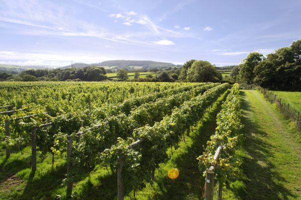 New Generation Wines snaps up Bancroft Wines