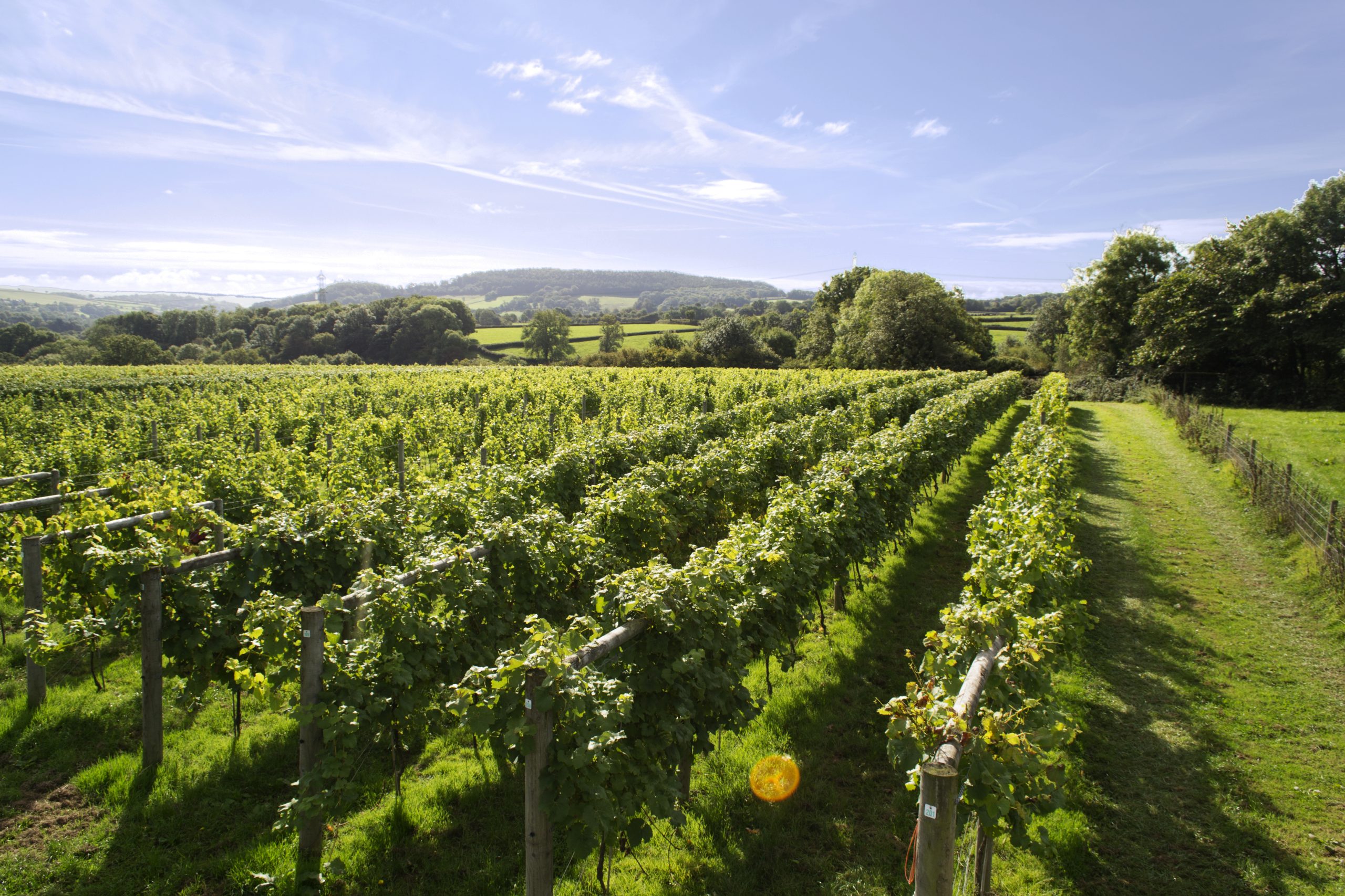 thedrinksbusiness.com - Amelie Maurice-Jones - New Generation Wines snaps up Bancroft Wines